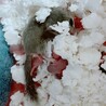 アフリカヤマネの赤ちゃん サムネイル3