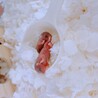 アフリカヤマネの赤ちゃん サムネイル4
