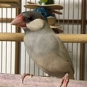 人が大好きな懐こいシルバー文鳥くん！！