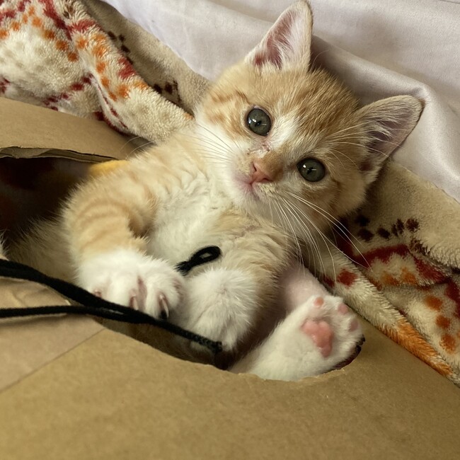 つのにゃんのカバー写真