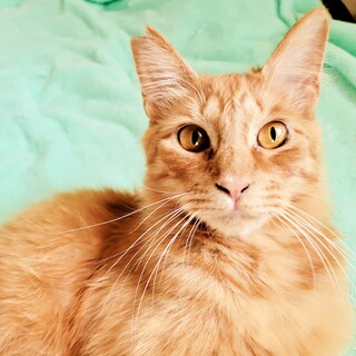 フワフワ茶トラ