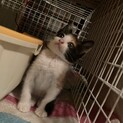 ♡三毛猫の赤ちゃん♡