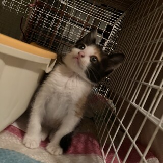 ♡三毛猫の赤ちゃん♡