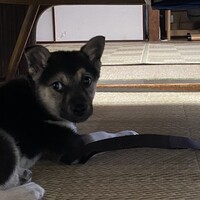 たんたん