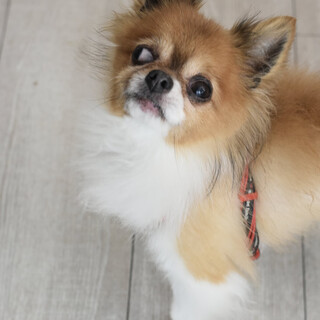 チワワチャオ！