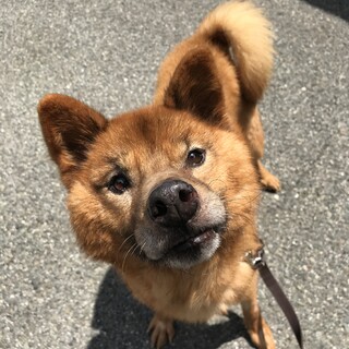 凛々しくてダンディーな 広島県 犬の里親募集 ペットのおうち 月間利用者150万人