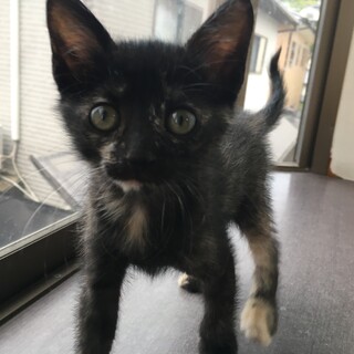 愛護センターレスキュー☆このはちゃん♀2ヶ月