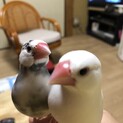 人が大好き！！ラブラブ桜•白文鳥のペア達！！