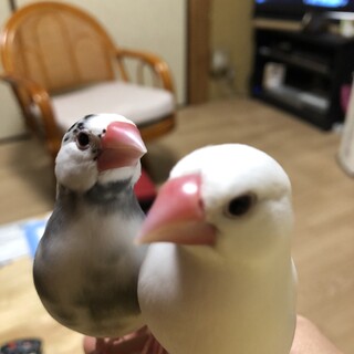 人が大好き！！ラブラブ桜•白文鳥のペア達！！