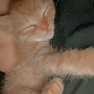 子猫 生後1ヶ月と少しくらい 赤茶