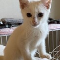 【ワルツ】おかげさまで里親様が決まりました。