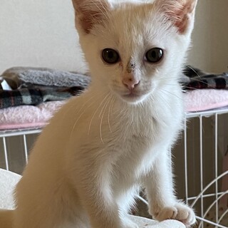 【ワルツ】おかげさまで里親様が決まりました。