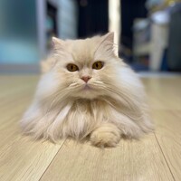 葉月