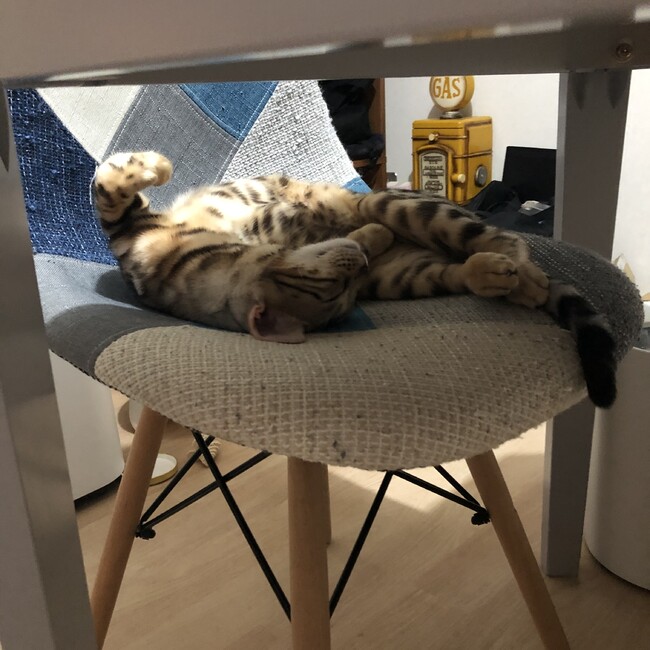 麻倉ミトのカバー写真