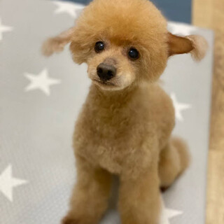 人懐っこいトイプードルの男の子