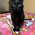 女の子には優しい☆黒猫男の子