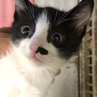 センターにて譲渡されました（二匹は引き出し）