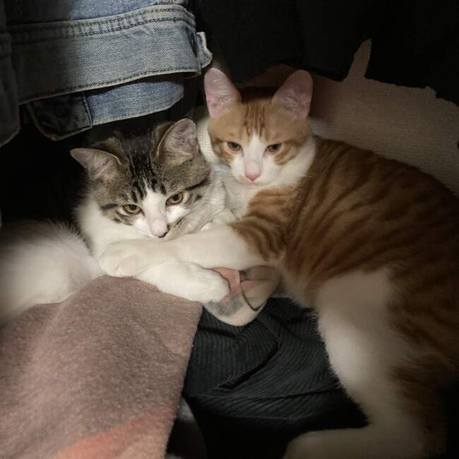 まみ3378のカバー写真