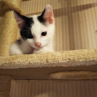 おっとり白黒♂