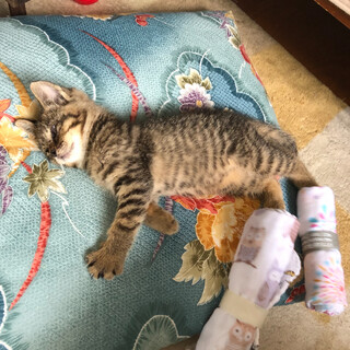 ヘソ天の可愛い子猫