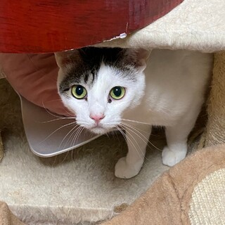 ピンクのお鼻がキュート☆こぶしくん