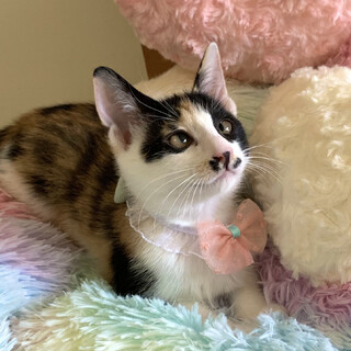 三毛　子猫　6/5(土)譲渡会(大阪・都島区)