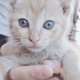 可愛い子猫の里親募集中❣️