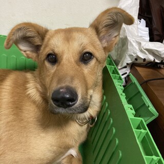 穏やかな女子「みるる」