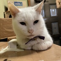とのちゃん