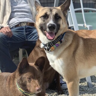 タク＊大きめの雑種君