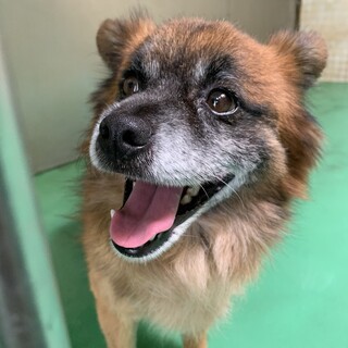 【里親決定】ありがとうございました！