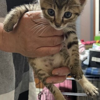 お陰様で良い里親さんが見つかりました