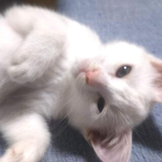 白猫のこはくくん