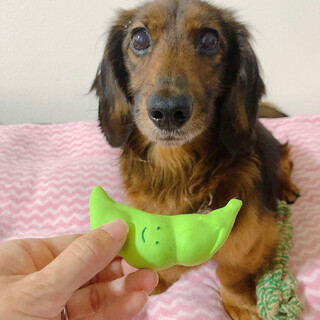 タロちゃん＊ミニチュアダックス