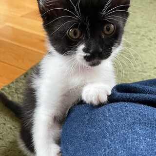 募集一時停止❤️ハチワレ女子あみ