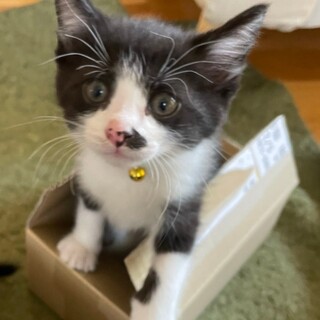 募集一時停止❤️可愛いハチワレ男子