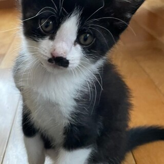 募集一時停止❤️ハチワレ男子