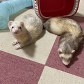 フェレット ２匹の里親を募集します。