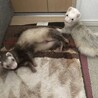 フェレット ２匹の里親を募集します。 サムネイル2