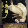 フェレット ２匹の里親を募集します。 サムネイル3