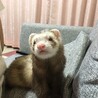 フェレット ２匹の里親を募集します。 サムネイル4