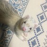 フェレット ２匹の里親を募集します。 サムネイル5