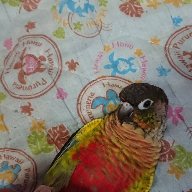 ＴＡＫＥＭＡＲＵのカバー写真