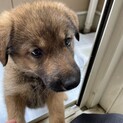 保護犬を迎えませんか？♀