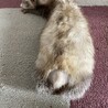 フェレット ２匹の里親を募集します。 サムネイル6