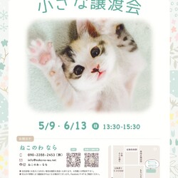 保護ねこ 小さな譲渡会
