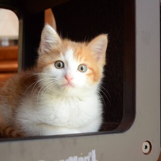 きれいな茶白の男の子ハッピーくん