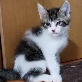 キジトラ♂️　かわいいです(^-^)