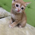 幸せな家族の仲間にいれてあげて下さい