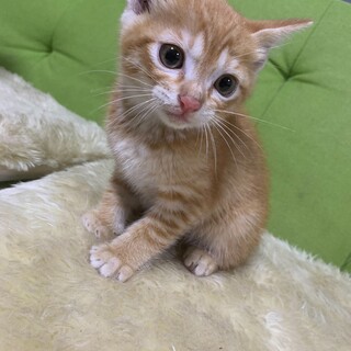 幸せな家族の仲間にいれてあげて下さい